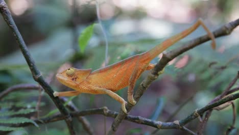 small orange flap-necked chameleon moves slowly on branch in madagascar rainforest