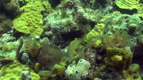 Bluehead-Wrasse-and-Striped-Grunt-on-reef