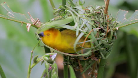 weaver bird building nest 3