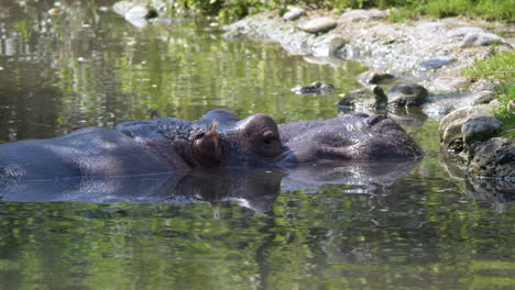 família de hipopótamos refrigerando no lago durante o dia quente de verão no parque nacional na áfrica