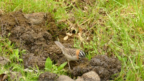 two small birds looking into the manure for food and feeding each other on a sunny day between the grass in costa rica