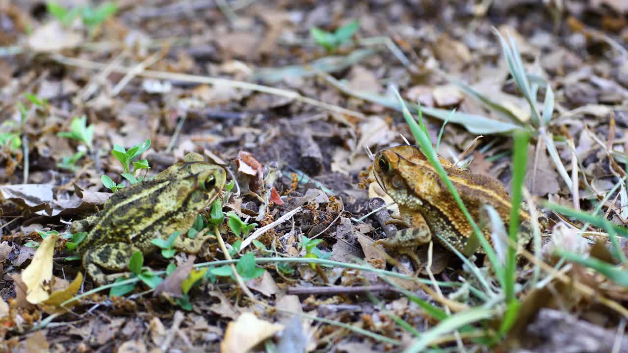 vídeo macro estático de dos sapo de la costa del golfo incilius valliceps
