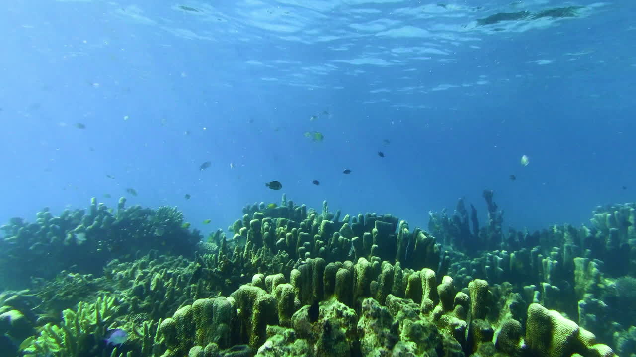 표면 아래로 가라앉습니다.