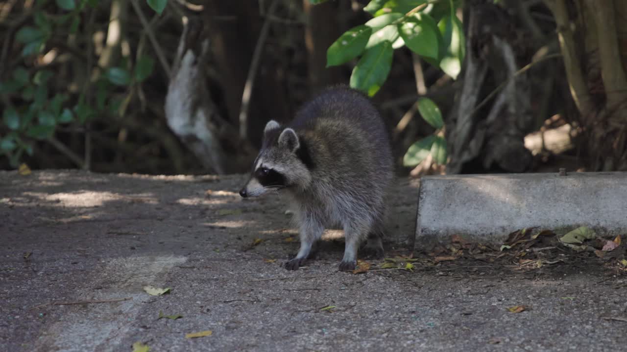 Filmato al rallentatore di un procione che si muove in un parcheggio vicino al Black Point Park, accanto al Biscayne National Park in Florida. Fauna selvatica urbana che si adatta agli ambienti umani