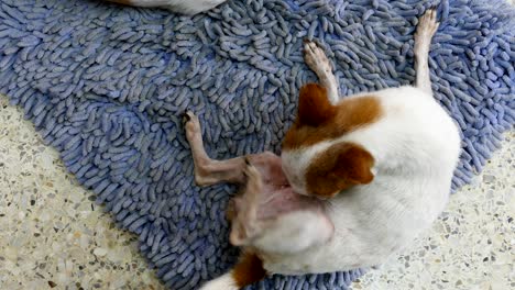 el perro chihuahua descansando en las toallitas