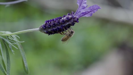 Una-Abeja-De-Miel-Sobre-Lavanda-En-Cámara-Lenta