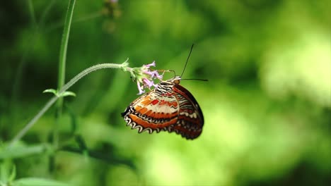 butterfly eat nectar slow-motion