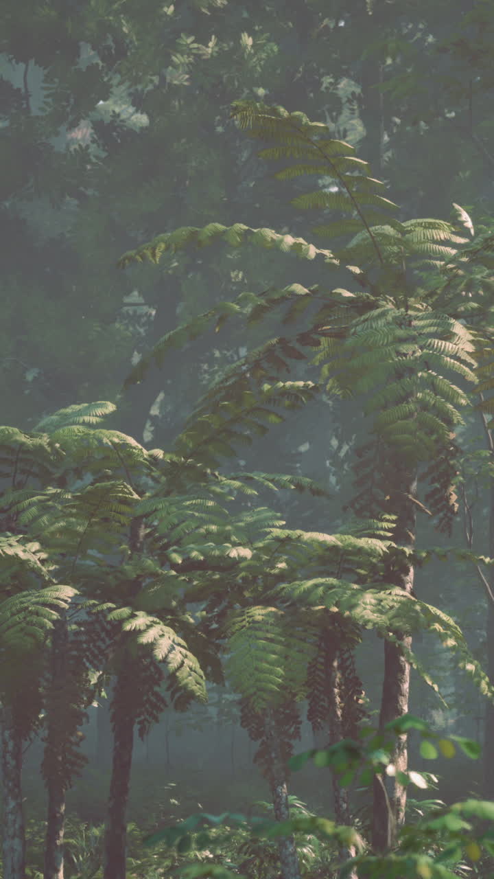 bosque de niebla con helechos exuberantes