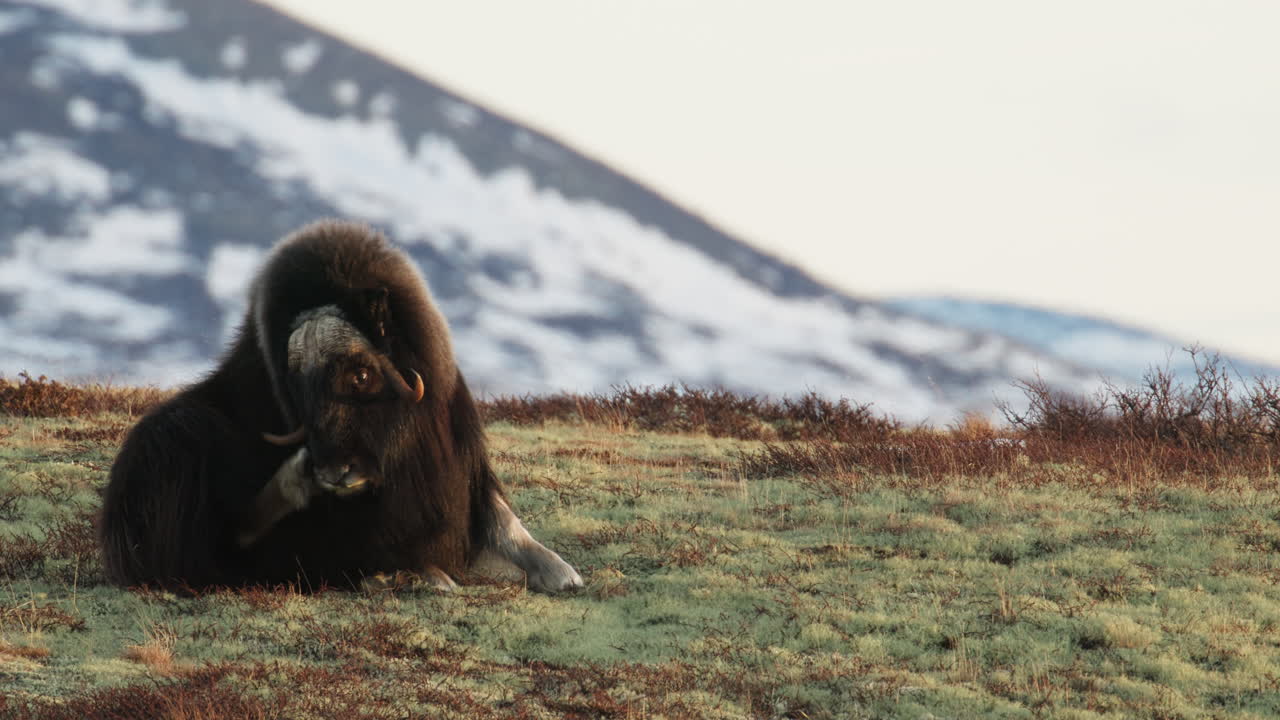 Medium shot, front view, musk oxen bull sit and scratch itch in sunlight glow