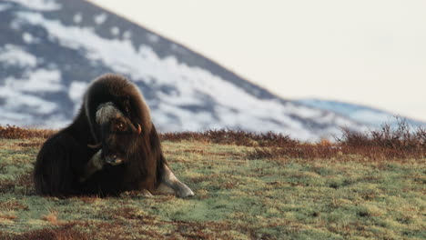 medium shot, front view, musk oxen bull sit and scratch itch in sunlight glow