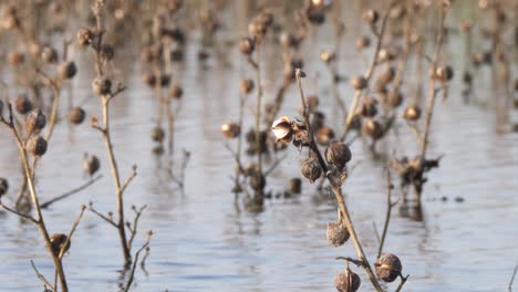 Vista-De-Cerca-De-Las-Plantas-De-Algodón-Muertas-En-Las-Inundaciones-En-Sindh,-Pakistán