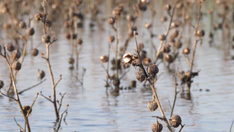 vista de cerca de las plantas de algodón muertas en las inundaciones en sindh, pakistán