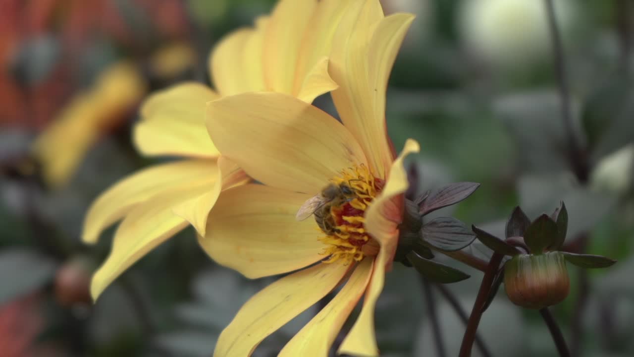 primer plano vista lateral de la abeja recolectando néctar de una margarita amarilla en un jardín público durante el otoño
