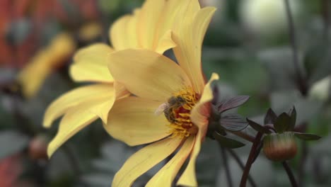 Primer-Plano-Vista-Lateral-De-La-Abeja-Recolectando-Néctar-De-Una-Margarita-Amarilla-En-Un-Jardín-Público-Durante-El-Otoño