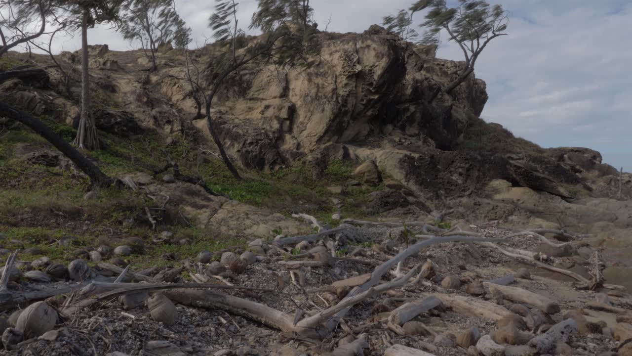 Coconut Shells, Logs, And Branches Of Tree Washed Ashore In The Beach After Storm