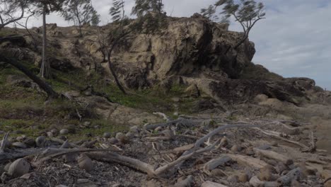 cáscaras de coco, troncos y ramas de árboles arrastrados a tierra en la playa después de la tormenta