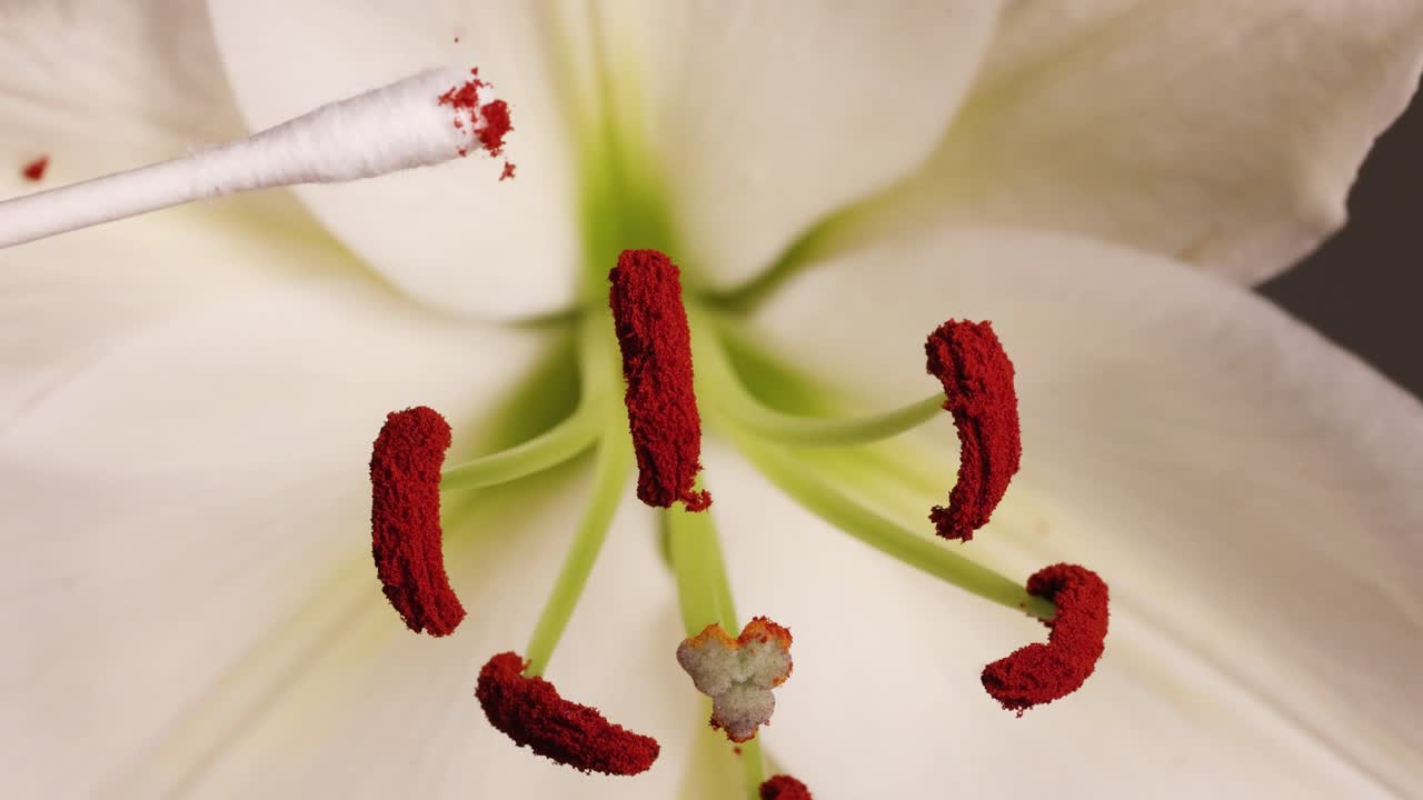 A cotton bud collects pollen from a lily's stamen in a detailed macro view