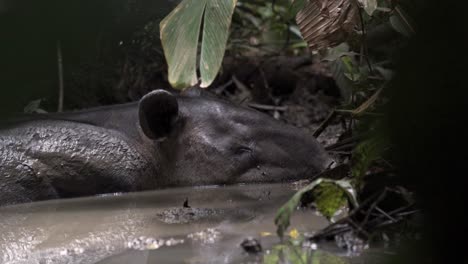 this image captures a baird's tapir (tapirus bairdii) enjoying a peaceful mud bath in the sirena sector, within corcovado national park in costa rica