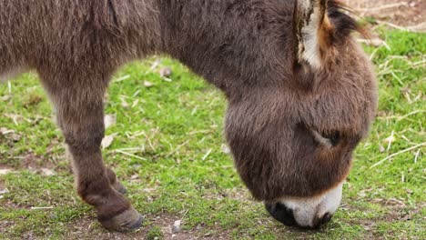 un burro comiendo hierba en ballarat, victoria