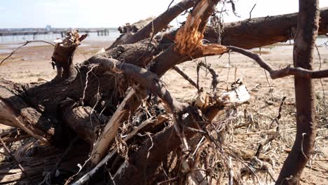 weathered beached worn driftwood lumber washed ashore on golden sandy beach