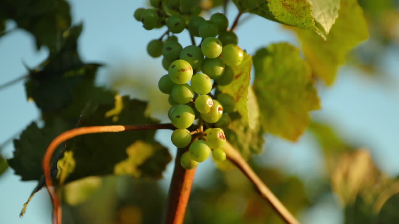 Grapevine during a sunny day caught in a strong wind
