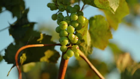 grapevine durante un día soleado atrapado en un fuerte viento