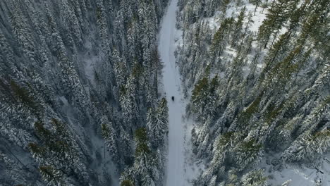 rising aerial shot of snowmobile driving along narrow road through forest, 4k