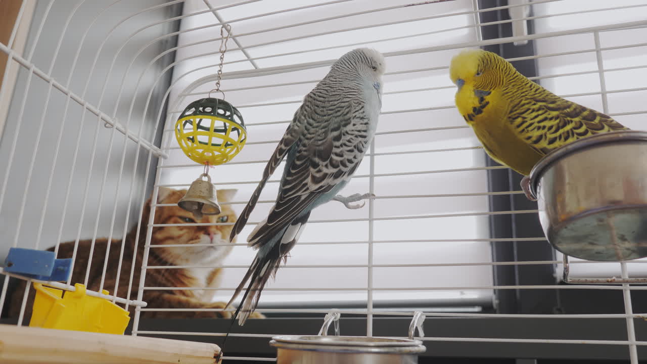 Parrots and a cat in a cage by the window