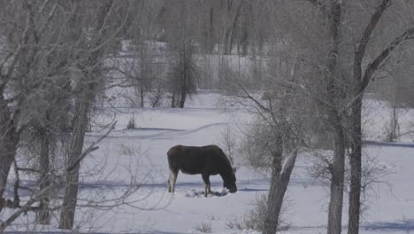 shot of a moose sifting through snow in western wyoming