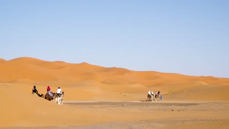 camel trip in sahara desert led by young tuareg