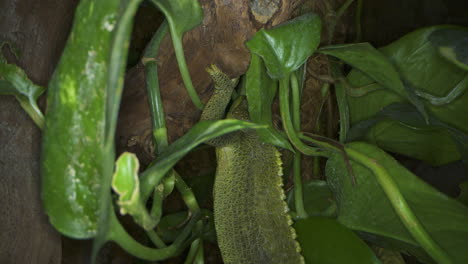 Jacksons-Chamäleons-Oder-Jacksons-Horned-Chamäleons-Sind-In-Den-Wäldern-Und-Wäldern-Kenias-Und-Tansanias-Beheimatet