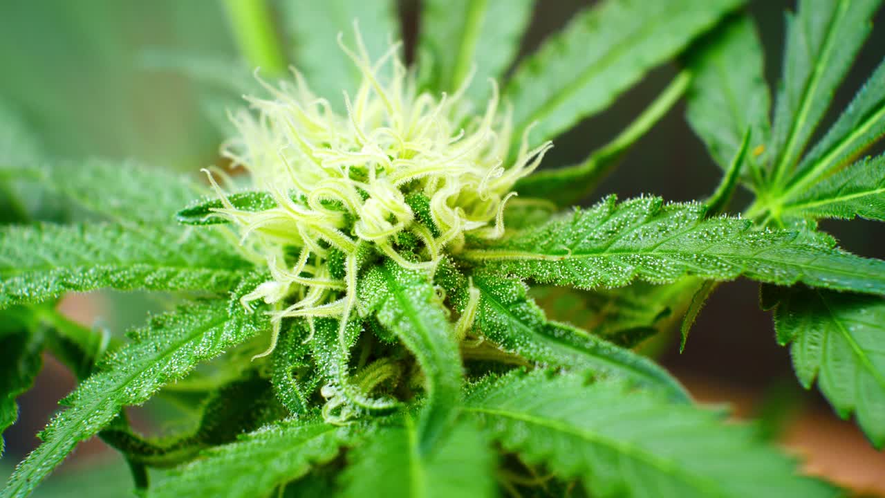 근접 촬영 약용 마리화나 마약 결정 대마초 식물 불법 금지 온실 초본 잡초