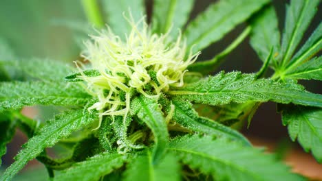 primer plano de cristales narcóticos de marihuana medicinal planta de cannabis prohibido ilegal de hierba de hierbas de efecto invernadero