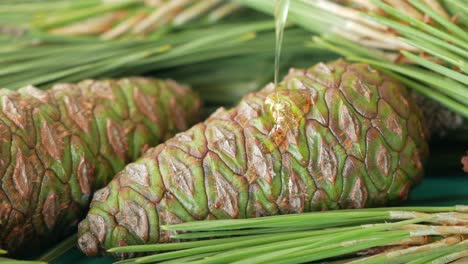 pine cones with resin or honey