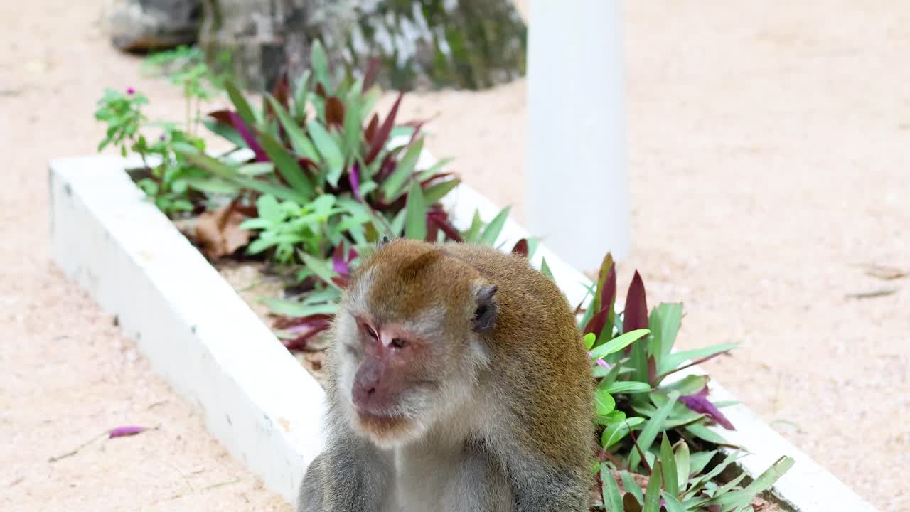 el mono se sienta y observa el entorno en el cangrejo