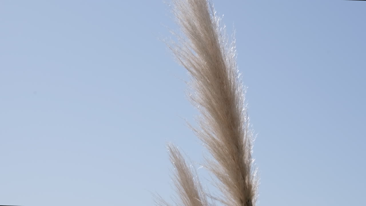 은 날의 해안 배경과 함께 파스 꽃의 느린 움직임 클로즈업