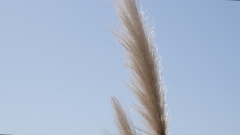 close-up de movimento lento de flor de pampas com fundo costeiro em um dia ensolarado