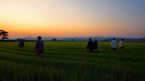farmers at sunrise/sunset in a rice paddy
