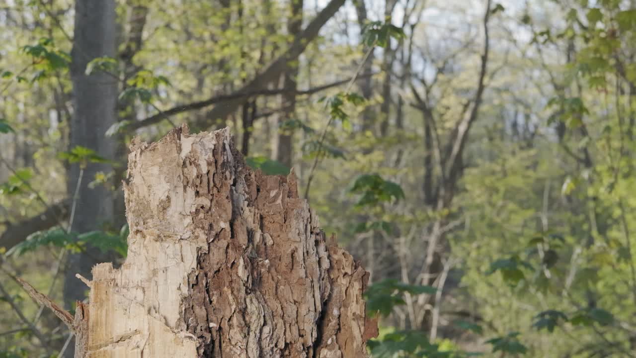 joven caucásico sacando un hacha de un tocón de árbol