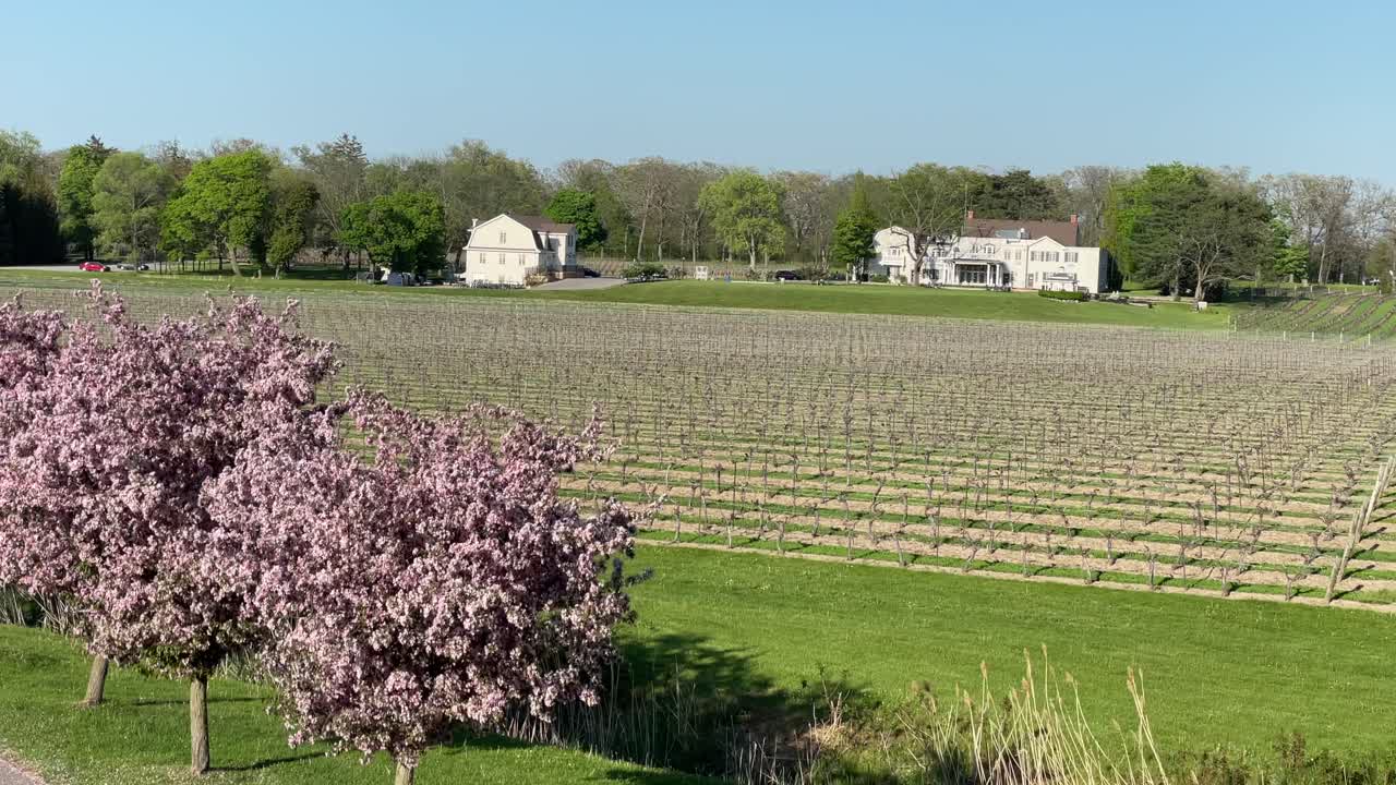 Vineyards with blooming pink cherry blossoms in spring: Peller Estates Winery