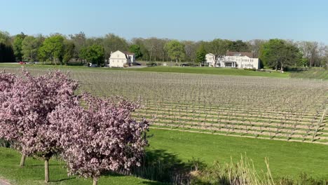 Viñedos-Con-Flores-De-Cerezo-Rosas-En-Flor-En-Primavera:-Bodega-Peller-Estates