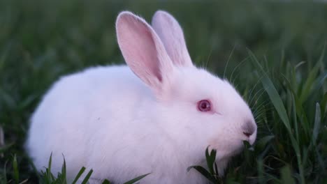 lovely bunny, easter fluffy white bunnies, adorable rabbit in a cage. easter bunnies. close-up of a rabbit