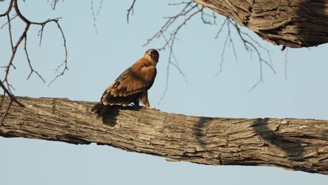 wide shot of a tawny eagle perched in a tree, khwai botswana