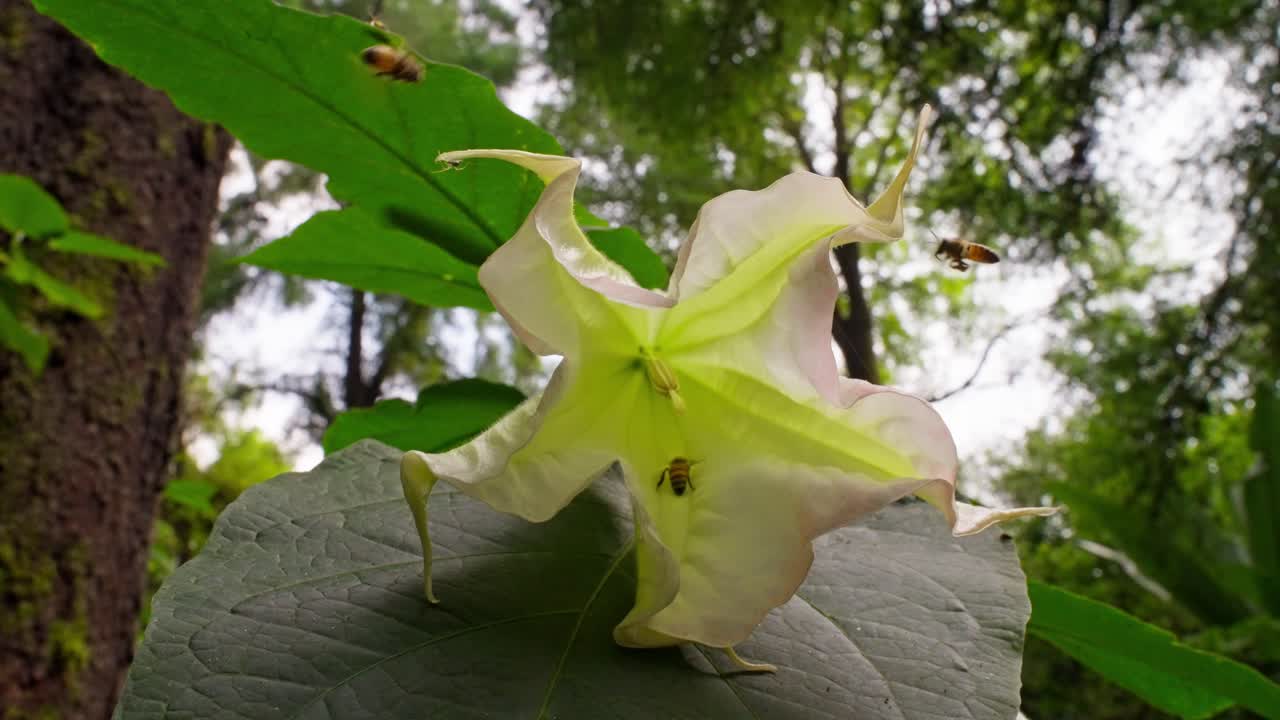 Close-up of white Angel’s Trumpet flower with insects, set in Uruapan National Park, Mexico.