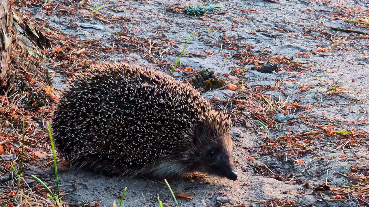 Ein kleiner europäischer Igel erkundet in der Dämmerung den Waldboden, wobei sein stacheliger Rücken das letzte warme Licht auf einem Bett aus trockenen Blättern und Zweigen einfängt