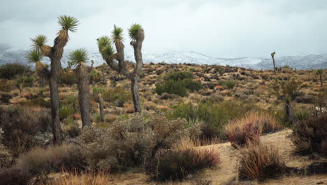 una vista panorámica del parque nacional joshua tree en invierno con montañas cubiertas de nieve y plantas de yuca