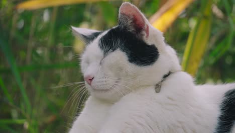 cat feeling relaxing pleasing and happy when been cuddling by an owner, close-up view