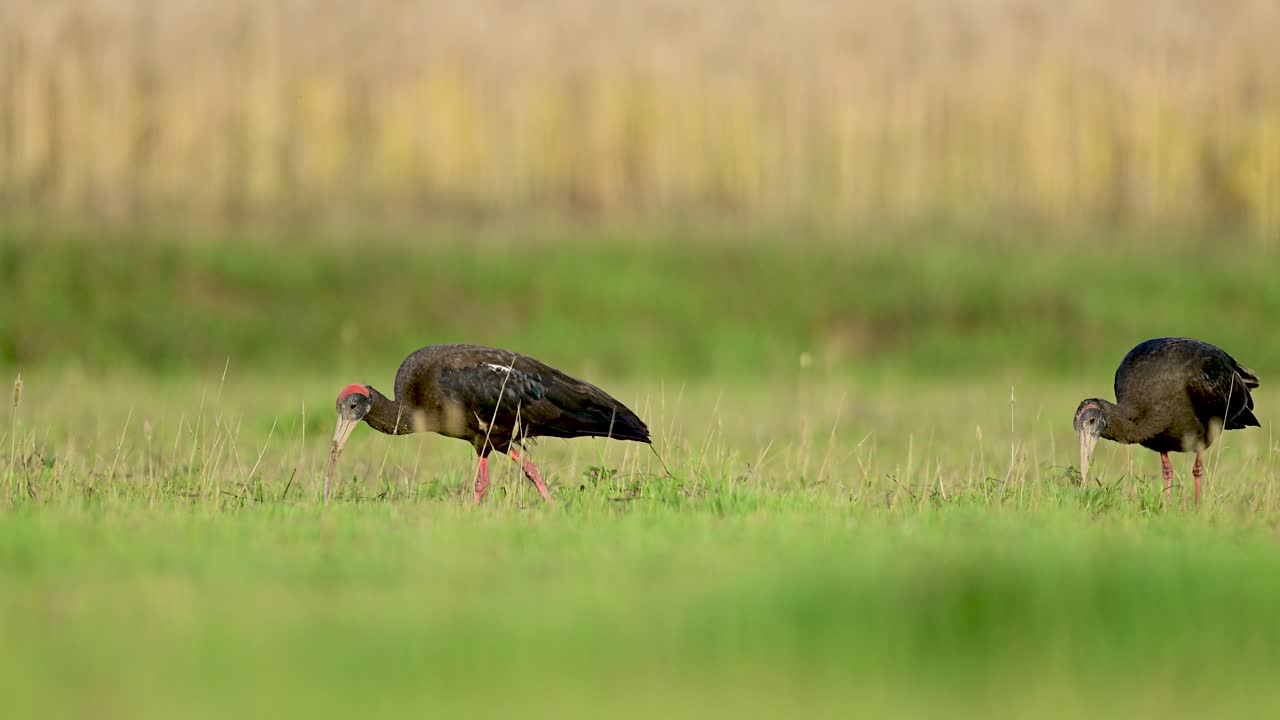Filmato ad alta definizione evidenzia la "nuca" rossa unica dell'uccello e la lucentezza iridescente delle sue ali scure sotto il sole del mattino