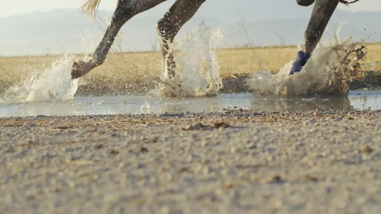 Hestehove plasker vandet op i slowmotion