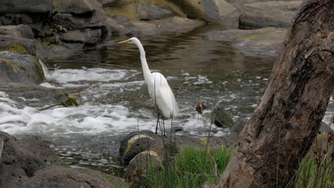 Weißer-Australischer-Reiher,-Der-Auf-Felsen-In-Einem-Sich-Schnell-Bewegenden-Flusswasser-Steht